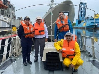 Participa UNACH en acciones para atender a ejemplar de lobo marino varado en playas de Mazatán LOBO MARINO 1