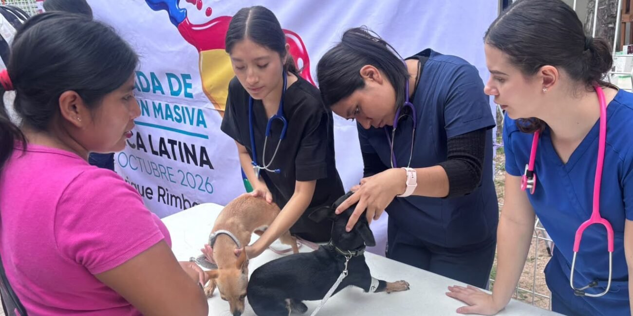 Salud rebasa meta de 400 perros y gatos esterilizados en jornada gratuita