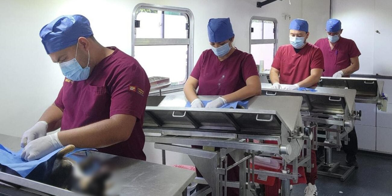 SS convoca a la Jornada Masiva de Esterilización de perros y gatos